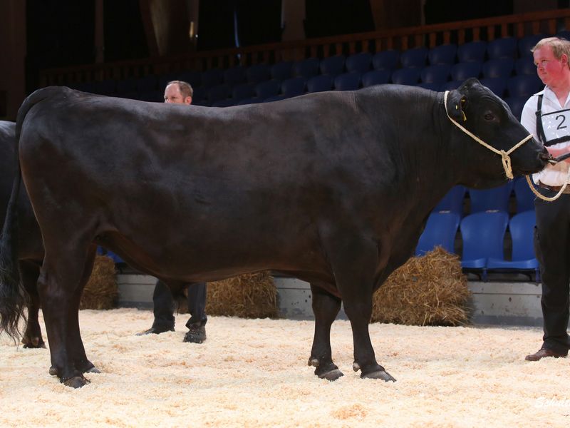 Fullblood Breeding bulls - Wagyu Genetics EN